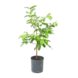 Guava Lalit