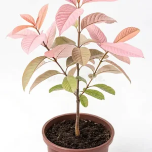 Guava Pink