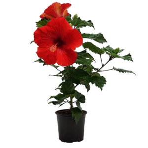 Hibiscus Dwarf