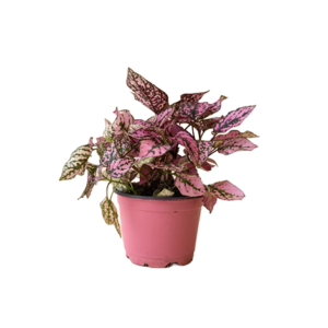 Hypoestes