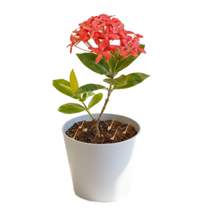 Ixora