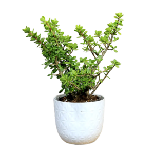 Jade Plant Green
