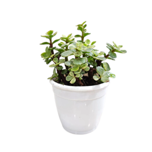 Jade Plant Variegated