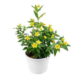 Jasmin