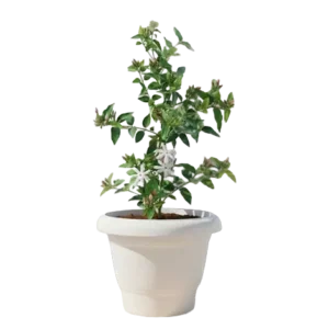 Kakda White