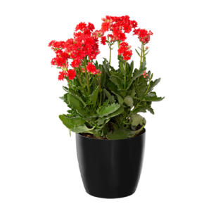 Kalanchoe
