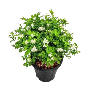 Kamini Dwarf