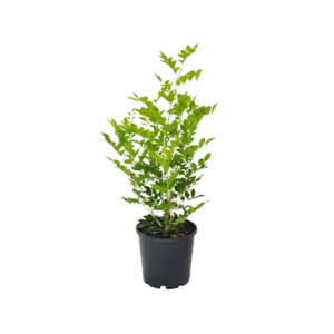 Kamini New Big Leaf