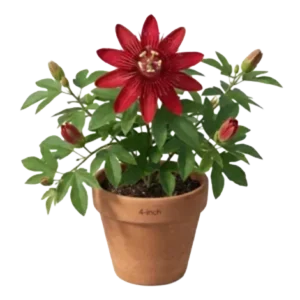 Krushna Kamal Red