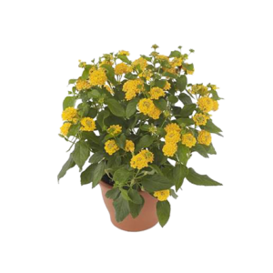 Lantana