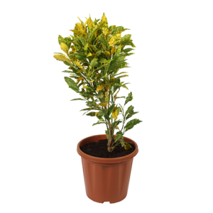 Lemon Croton