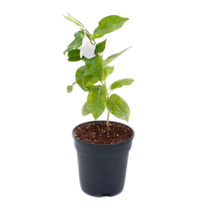 Mandevilla White