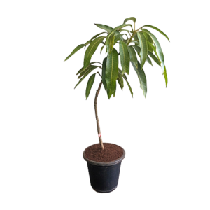 Mango Hapus