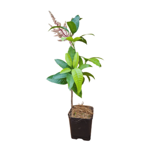 Mango Thai