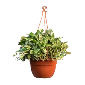 Money Plant Enjoy