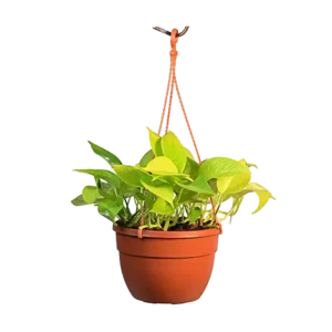 Money Plant Green