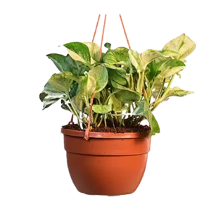 Money Plant Marble