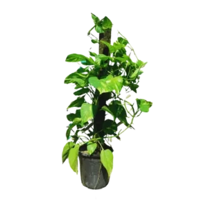 Money Plant Mostick