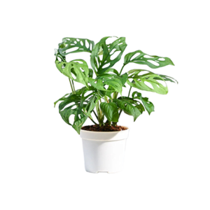 Monstera Green Broken Heart
