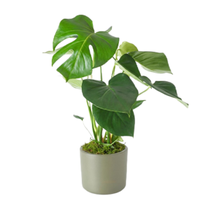 Monstera Green Deliciousa