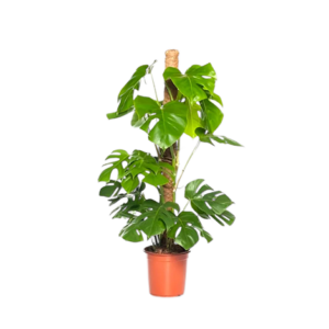 Monstera Mostick Green Deliciousa