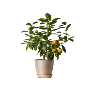 Orange Mini