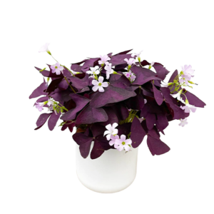 Oxalis