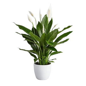 Peace Lily (Spathiphyllum) Big Leaf