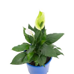 Peace Lily (Spathiphyllum) Mojo