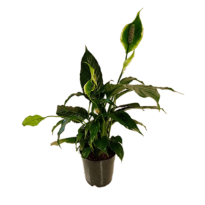 Peace Lily (Spathiphyllum) Unico