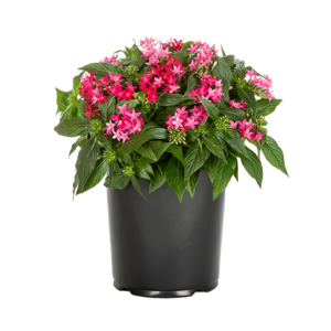 Pentas