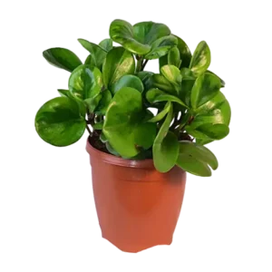 Peperomia Golden