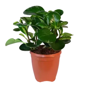 Peperomia Green