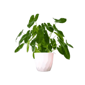 Philodendron