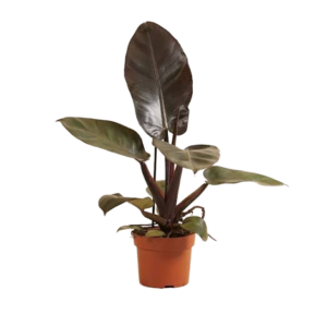 Philodendron Black