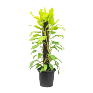 Philodendron Ceylon Mostick