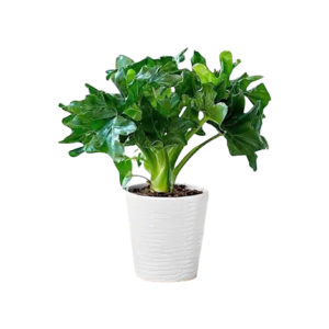Philodendron Dwarf