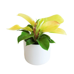 Philodendron Moon Shine