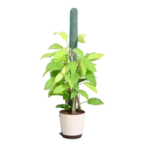 Philodendron Mostick All