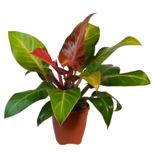 Philodendron Red