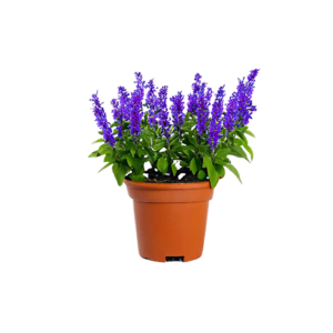 Plectranthus Velvet (Blue Salvia)