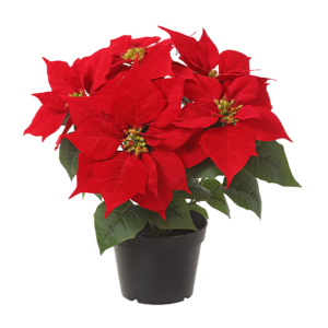 Poinsettia