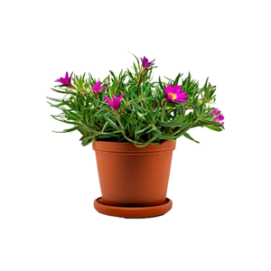 Portulaca
