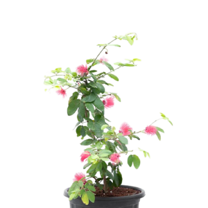 Powder Pop (Calliandra)