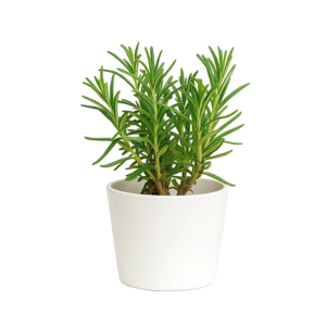 Rosemary