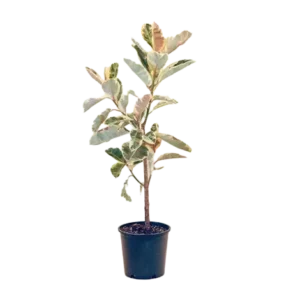 Rubber Plant White