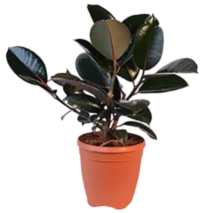 Rubber Plant Black