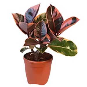 Rubber Plant Pink