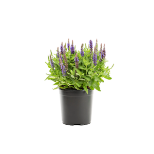 Salvia