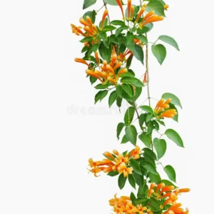 Sankrant Vel